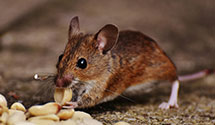 24 Hour & Emergency Exterminators in Tysons Corner, VA